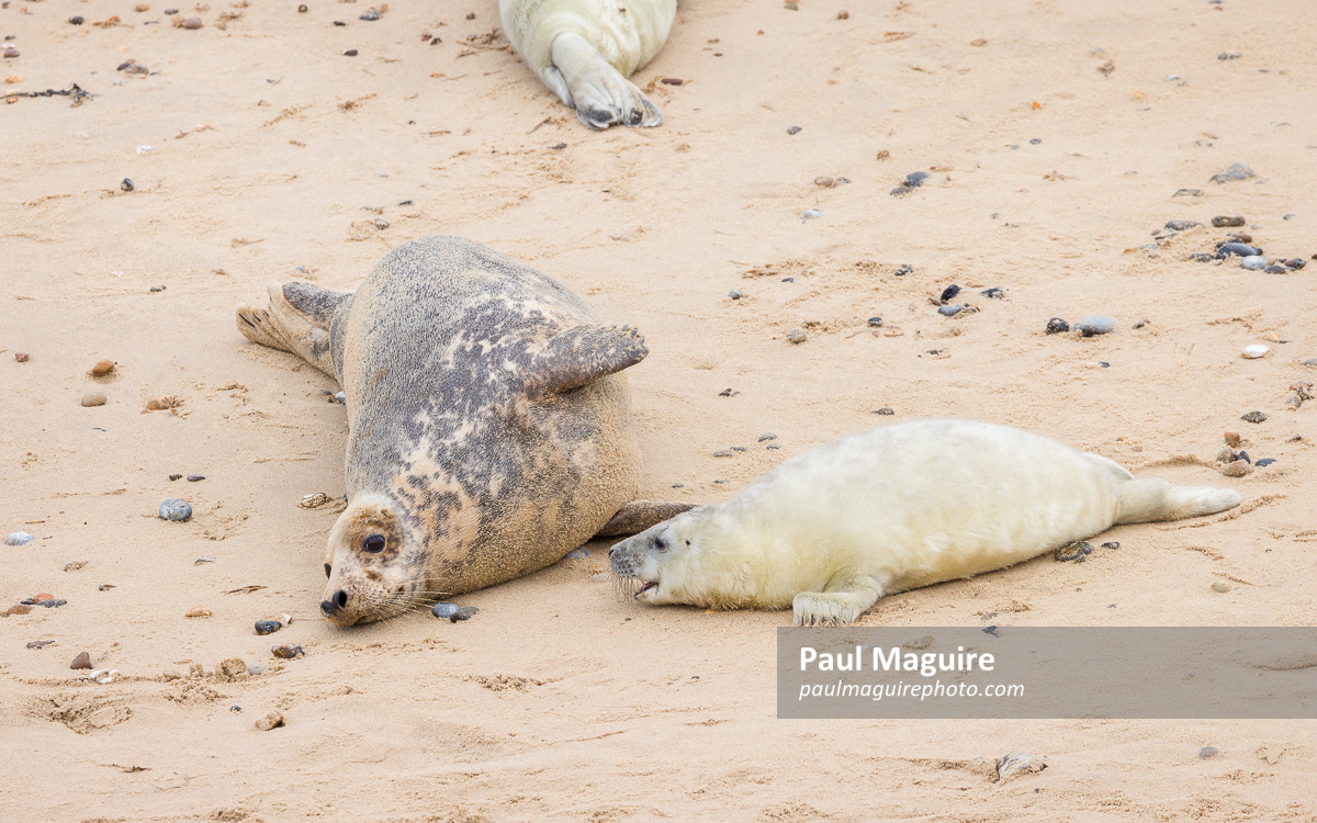 Grey seal pup with mother at Horsey Gap, Norfolk, UK