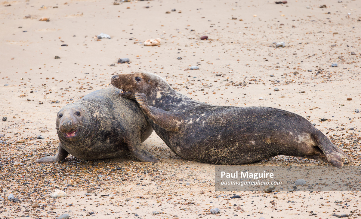 Male grey seals fighting on beach, Horsey Gap, Norfolk, UK