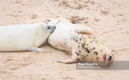 Grey seal pup suckling from mother at Horsey Gap, Norfolk, UK