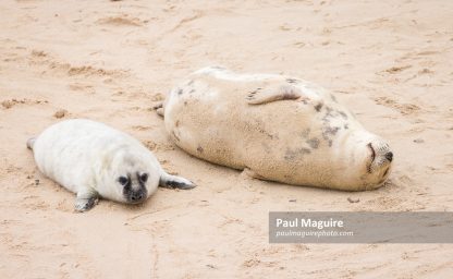 Grey seal pup with mother at Horsey Gap, Norfolk, UK