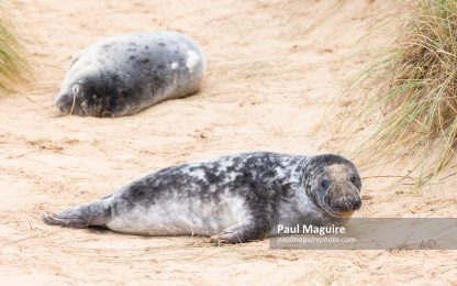 Grey seal pups in sand dunes on beach, Horsey Gap, Norfolk, UK