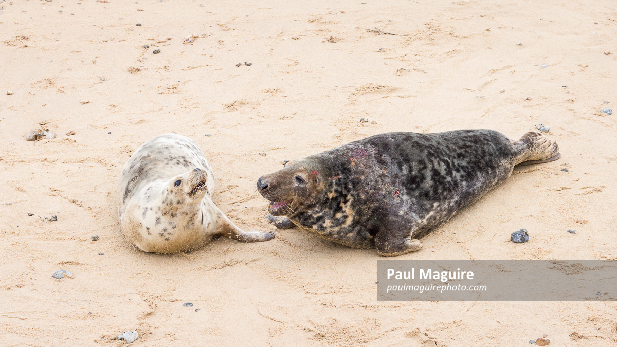 Male and female grey seals at Horsey Gap, Norfolk, UK