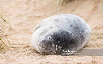 Grey seal pup asleep on the beach Horsey Gap, Norfolk, UK
