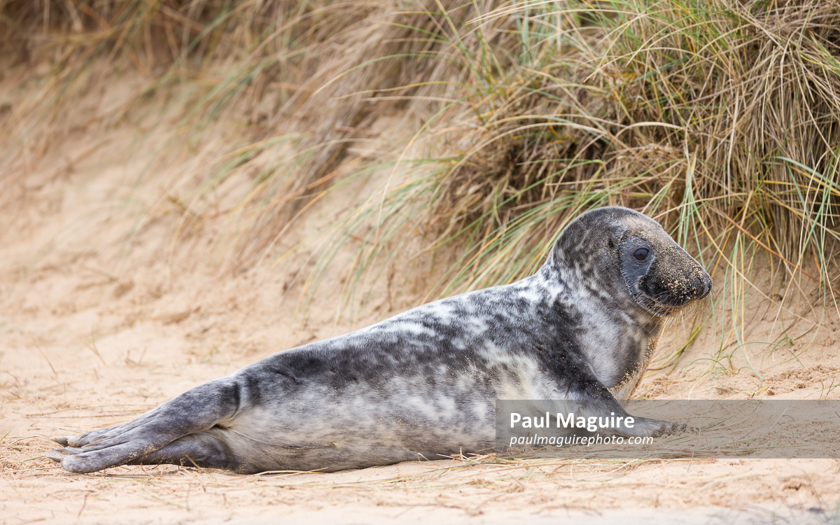Grey seal pup alone on the beach Horsey Gap, Norfolk, UK