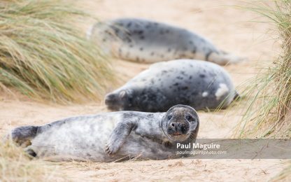 Grey seal pups in sand dunes on beach, Horsey Gap, Norfolk, UK