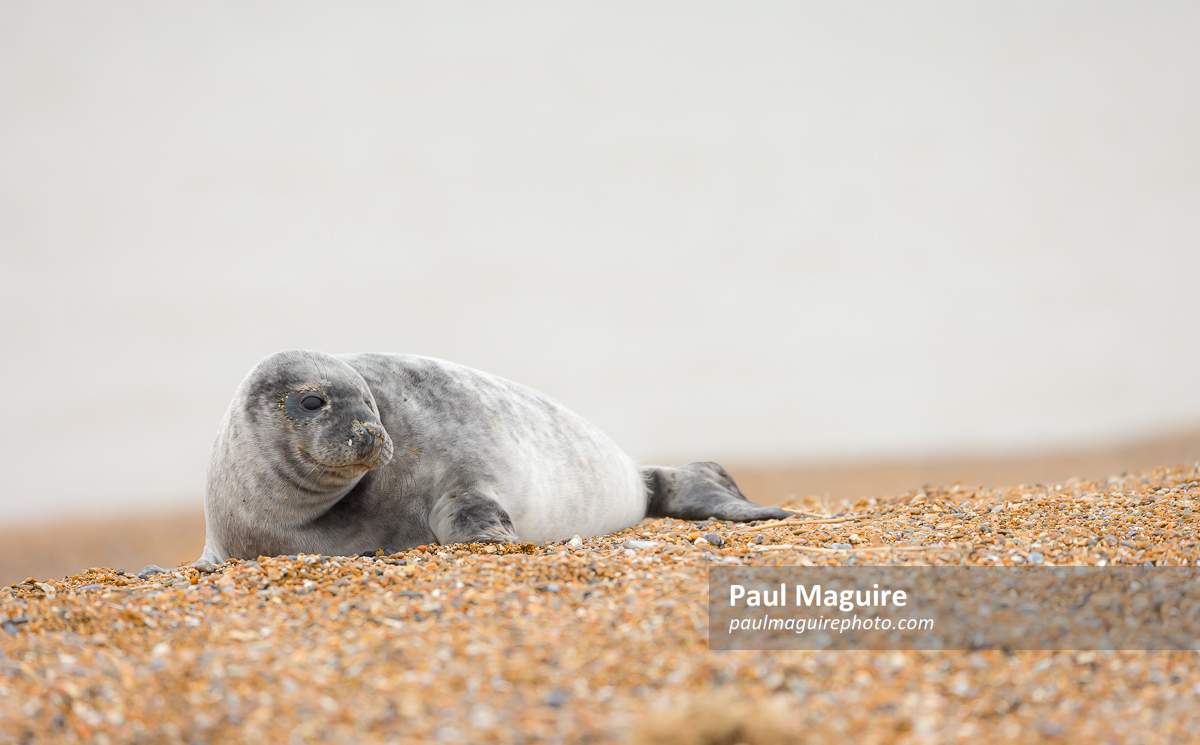 Grey seal pup alone on a beach in winter, Norfolk coast, UK