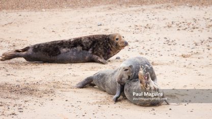 Grey seals mating on beach, Horsey Gap, Norfolk, UK