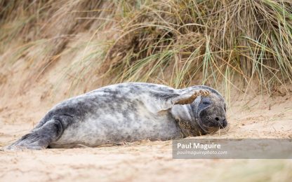 Grey seal pup alone on the beach Horsey Gap, Norfolk, UK