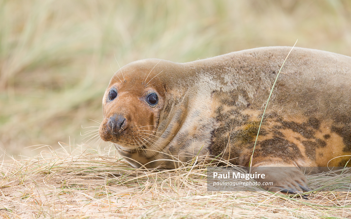 Female grey seal in sand dunes on beach, Horsey Gap, Norfolk, UK