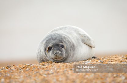 Grey seal pup alone on a beach in winter, Norfolk coast, UK