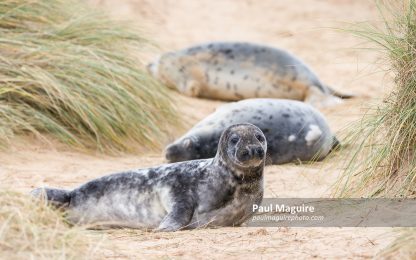 Grey seal pups in sand dunes on beach, Horsey Gap, Norfolk, UK