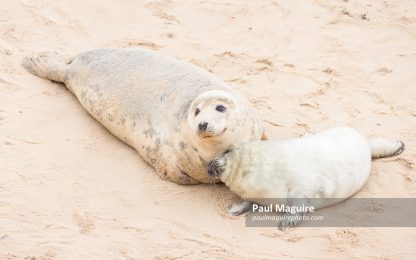 Grey seal pup with mother at Horsey Gap, Norfolk, UK