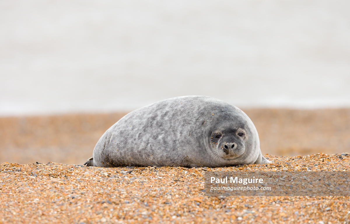 Grey seal pup alone on a beach in winter, Norfolk coast, UK