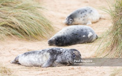 Grey seal pups in sand dunes on beach, Horsey Gap, Norfolk, UK