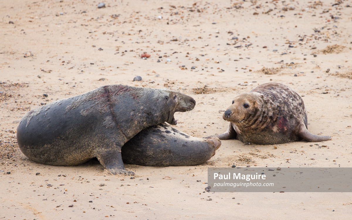 Male grey seals fighting over a mate, Horsey Gap, Norfolk, UK