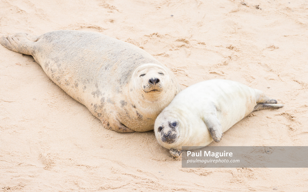 Grey seal pup with mother at Horsey Gap, Norfolk, UK