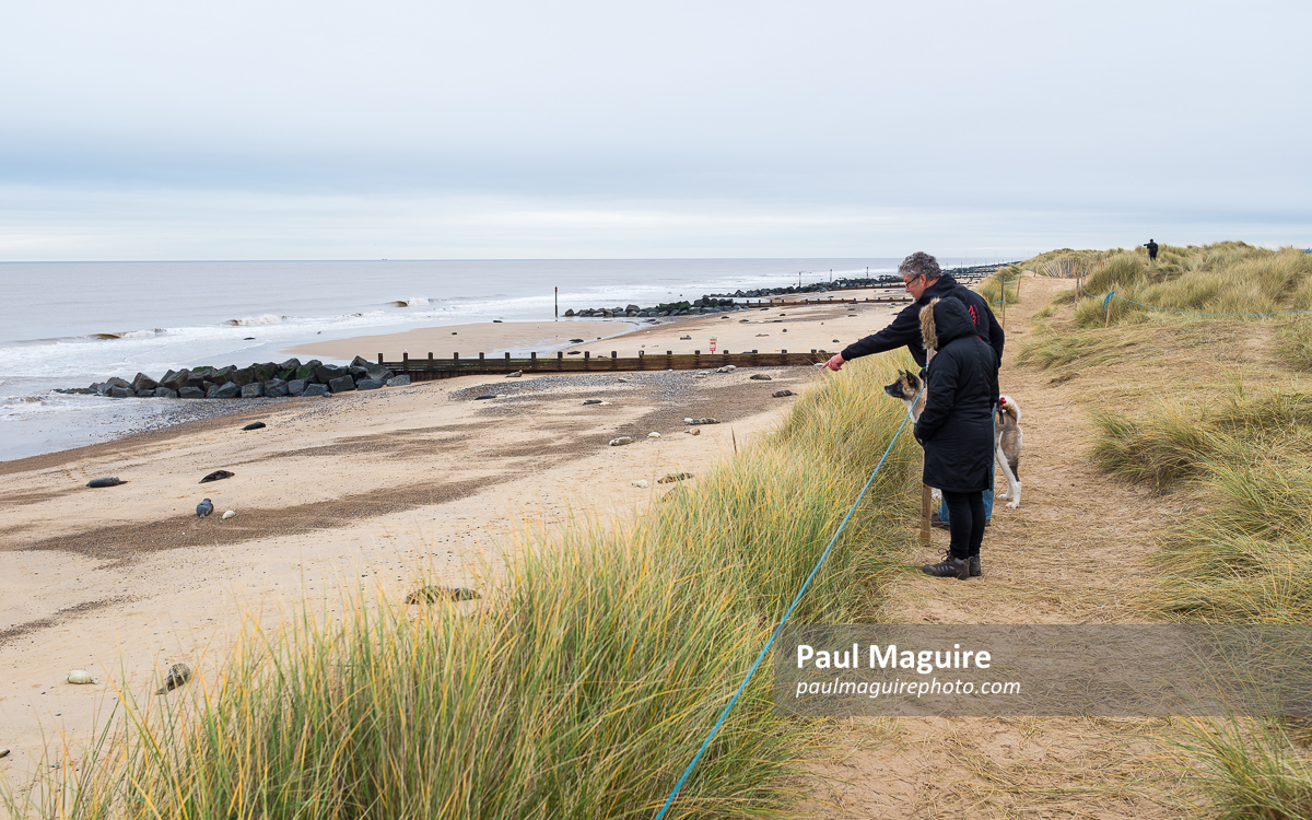Seal watching, grey seals at Horsey Gap, Norfolk, UK
