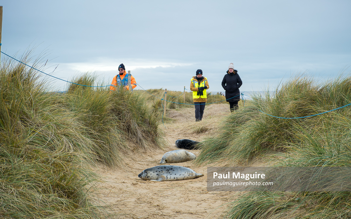 People watching grey seal pups at Horsey Gap, Norfolk, UK