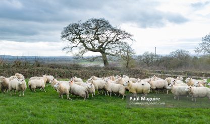 Flock of sheep in a field in winter, Buckinghamshire, UK