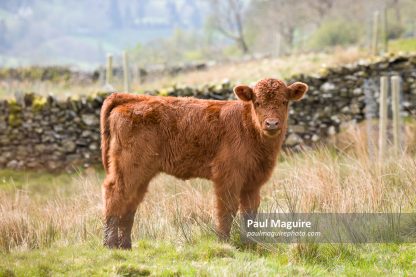 Luing cattle, cow calf in a field in Lake District, Cumbria, UK