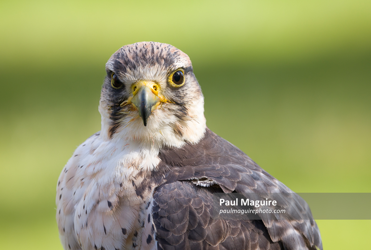 Lanner falcon, Falco biarmicus, bird of prey animal portrait, UK