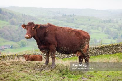Luing cattle, cow in a field in Lake District, Cumbria, UK