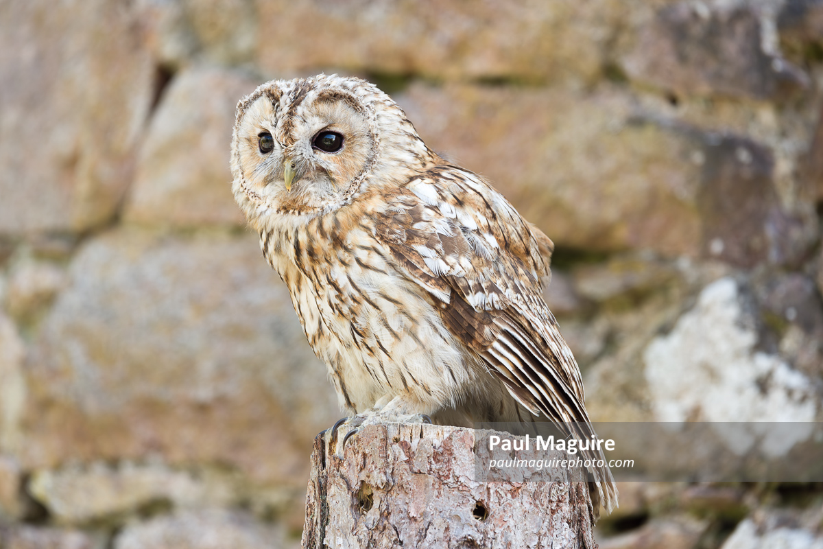 Tawny owl standing on a perch, UK