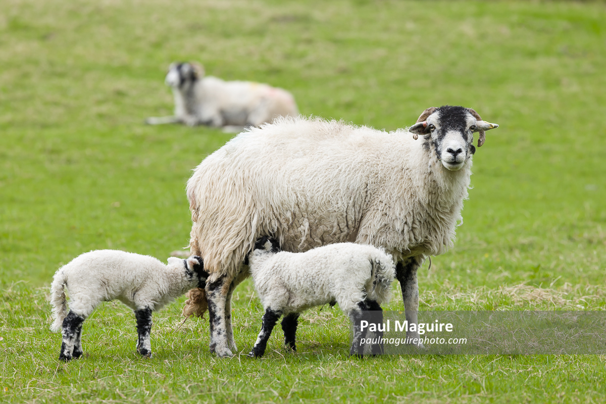 Lamb suckling from sheep in a field, UK