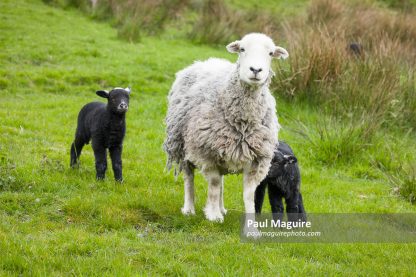 White sheep and black lambs in a field, UK