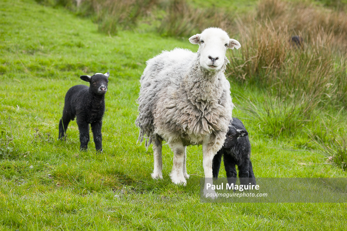 White sheep and black lambs in a field, UK
