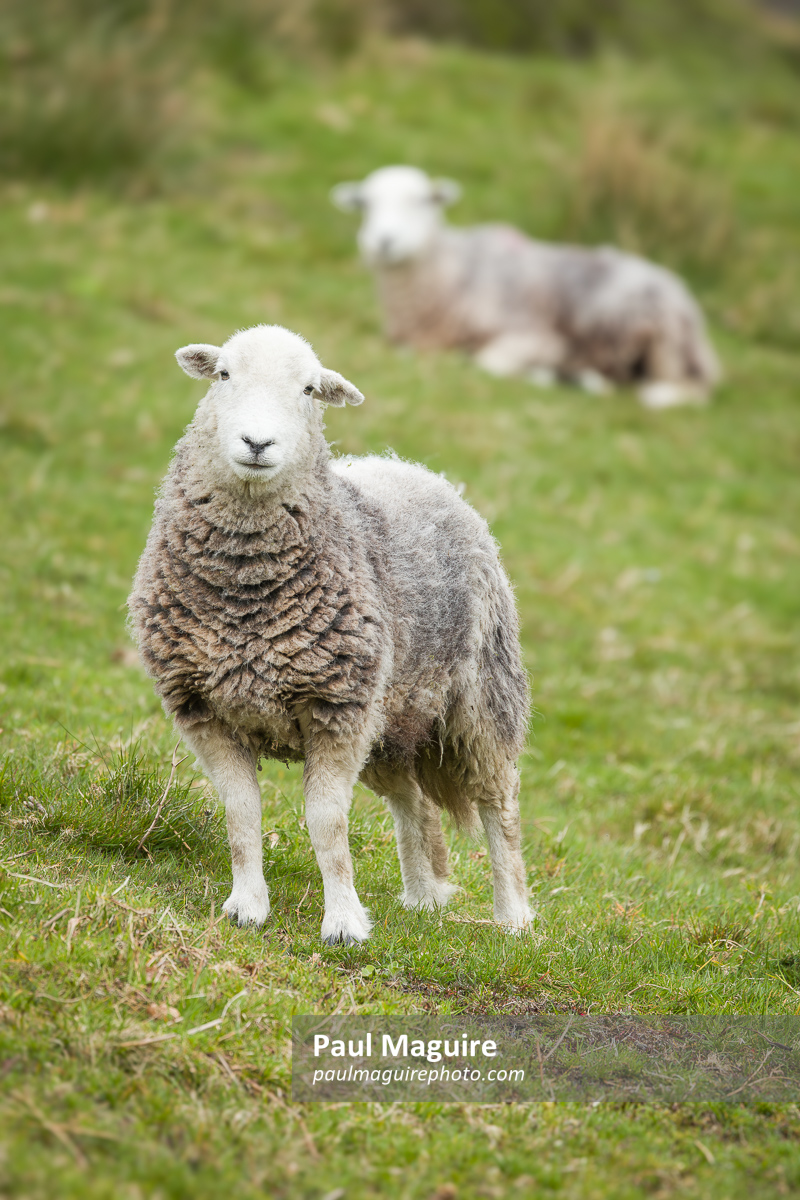 Herdwick sheep in a field. Lake District, Cumbria, UK