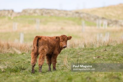 Luing cattle, cow calf in a field in Lake District, Cumbria, UK