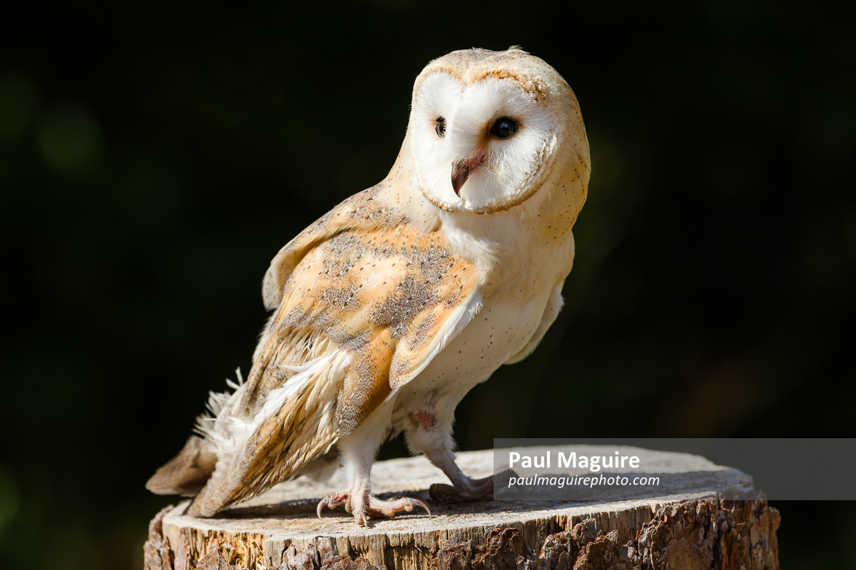 Barn owl standing on a perch, UK