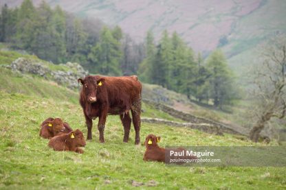 Luing cattle. Cow with calves in a field in Lake District, UK