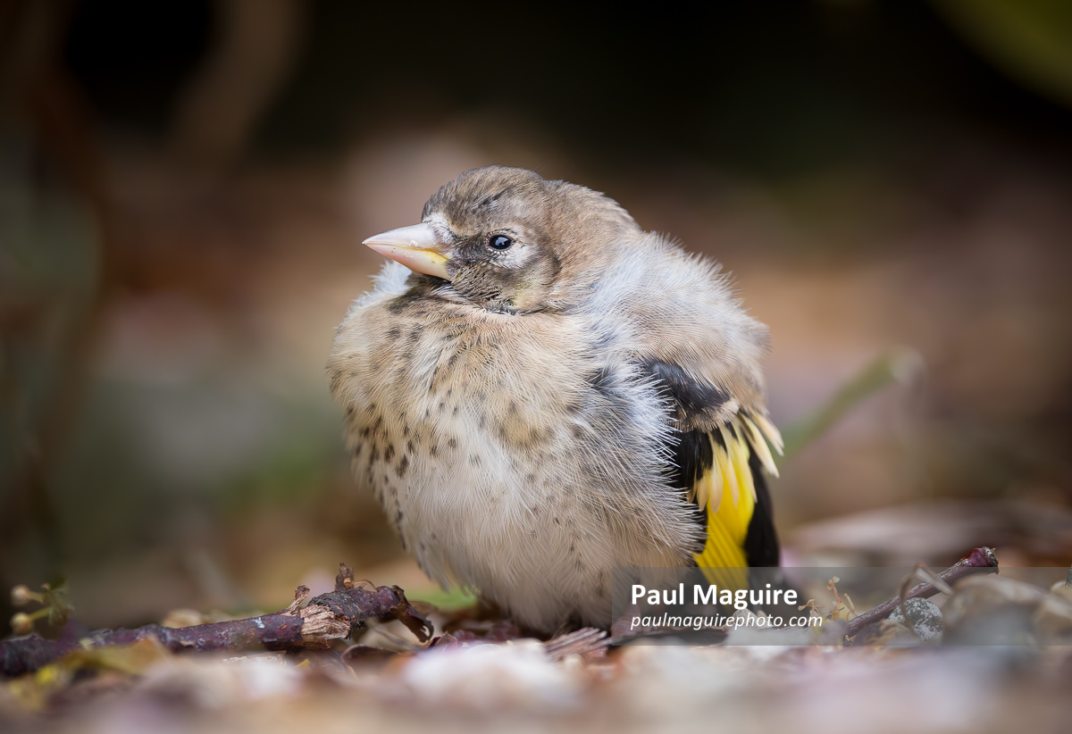 Baby bird, fledgling European goldfinch on ground, UK
