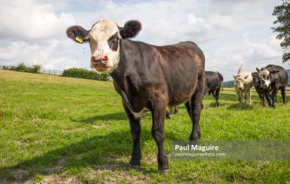Young Hereford calf cow in a field, looking at camera, UK