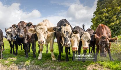 Herd of young cows in a field, looking at camera, UK