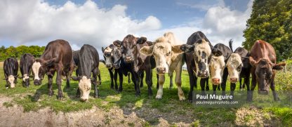 Herd of young cows in a field, panoramic landscape, UK